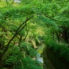 御土居の青紅葉