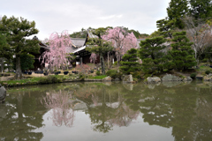 法金剛院の待賢門院桜