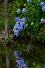 紫陽花