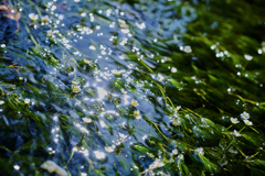 白い水中花
