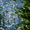 白い水中花