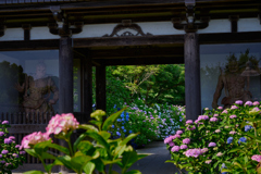 紫陽花と仁王門