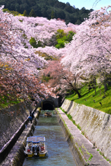 琵琶湖第1疏水の桜