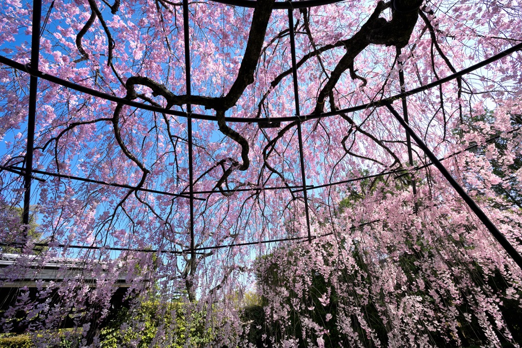 紅しだれ桜