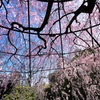 紅しだれ桜