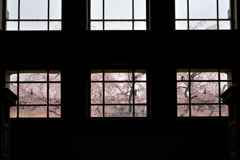 窓越しの枝垂れ桜