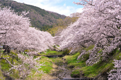 井出の玉川桜並木