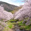 井出の玉川桜並木