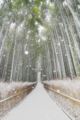 竹林に雪...