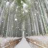 竹林に雪...