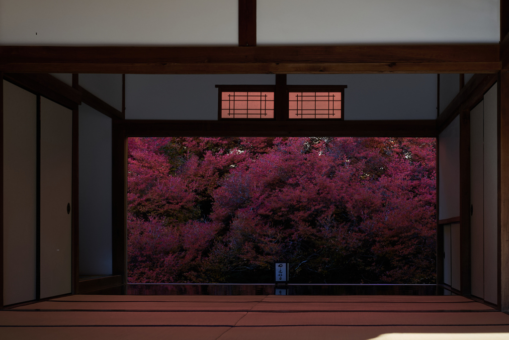 ドウダンツツジ