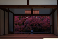 ドウダンツツジ