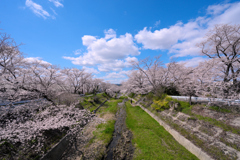 井出の玉川桜並木