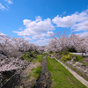 井出の玉川桜並木