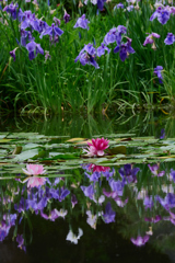 睡蓮と花菖蒲