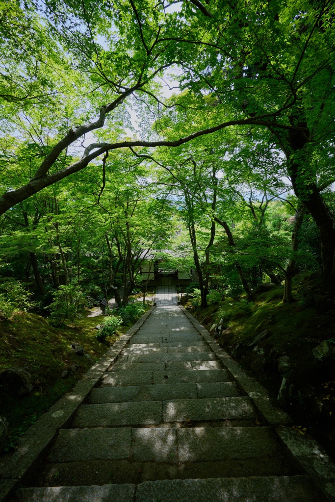 青紅葉 常寂光寺