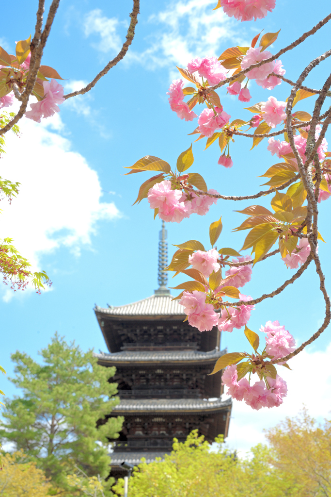 仁和寺の桜
