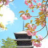 仁和寺の桜