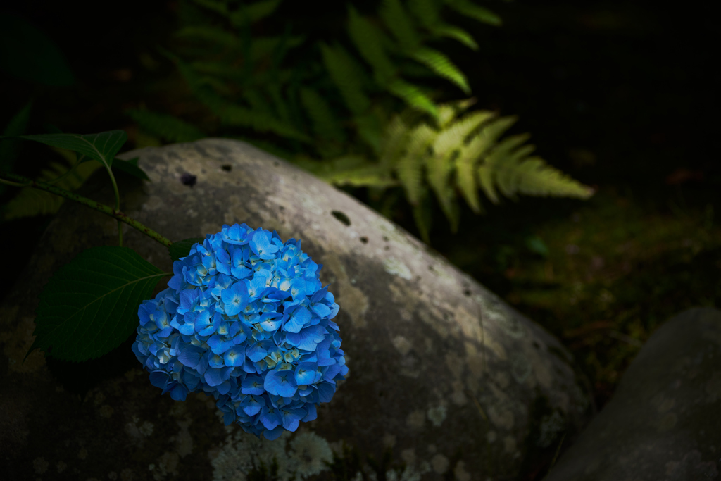 水の器 紫陽花