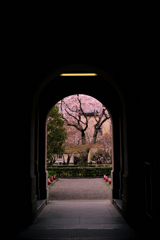京都府庁の枝垂れ桜...