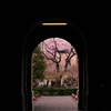 京都府庁の枝垂れ桜...