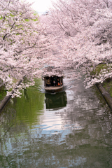 伏見十石舟と桜