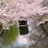 伏見十石舟と桜