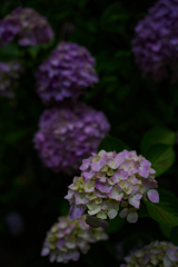 紫陽花
