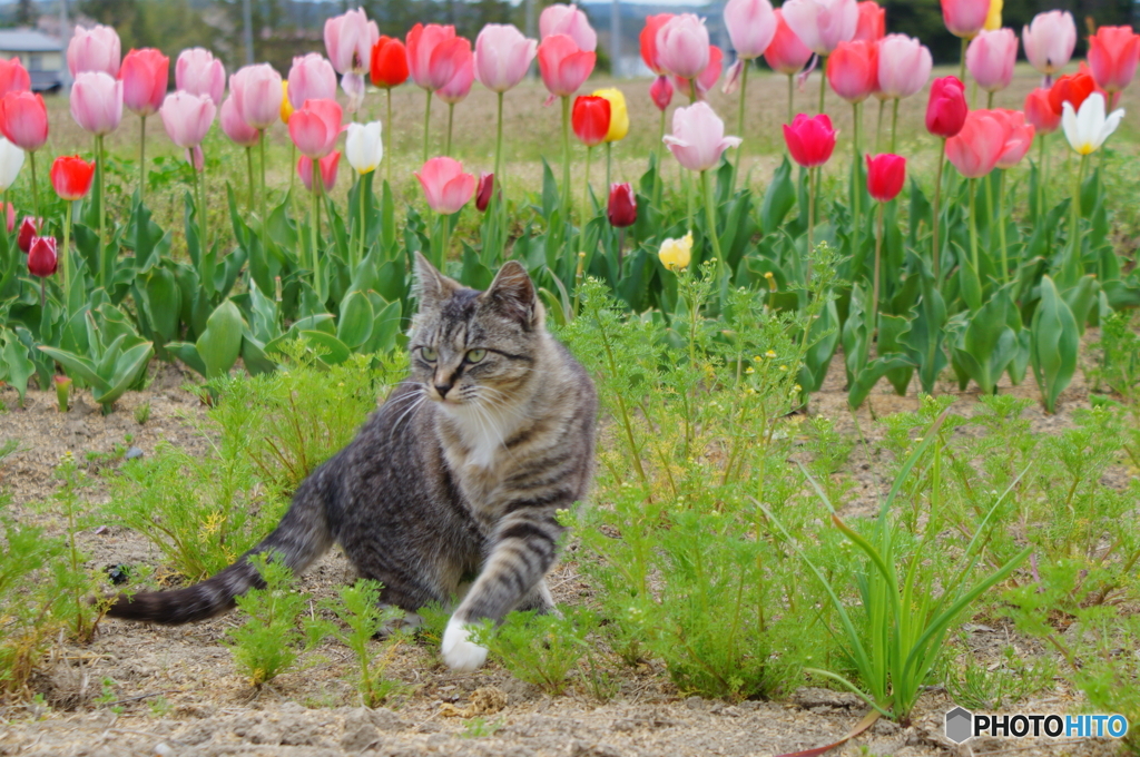 チューリップと猫