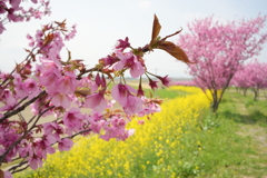 色鮮やかな春の川辺