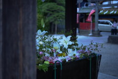 箭弓稲荷神社にて