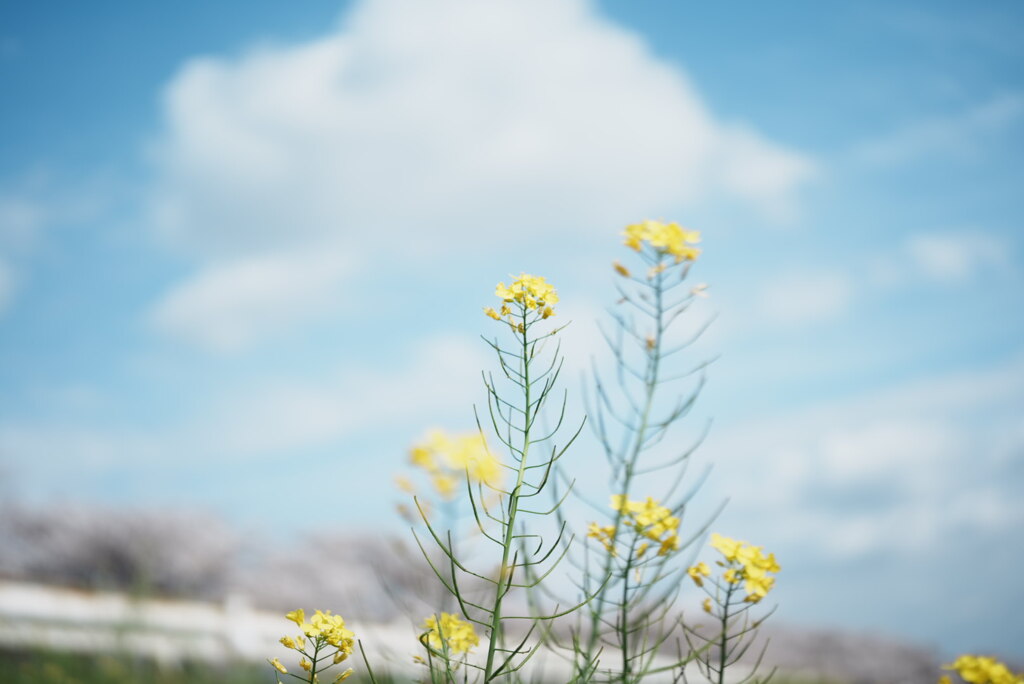 菜の花