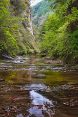 清和県民の森にて