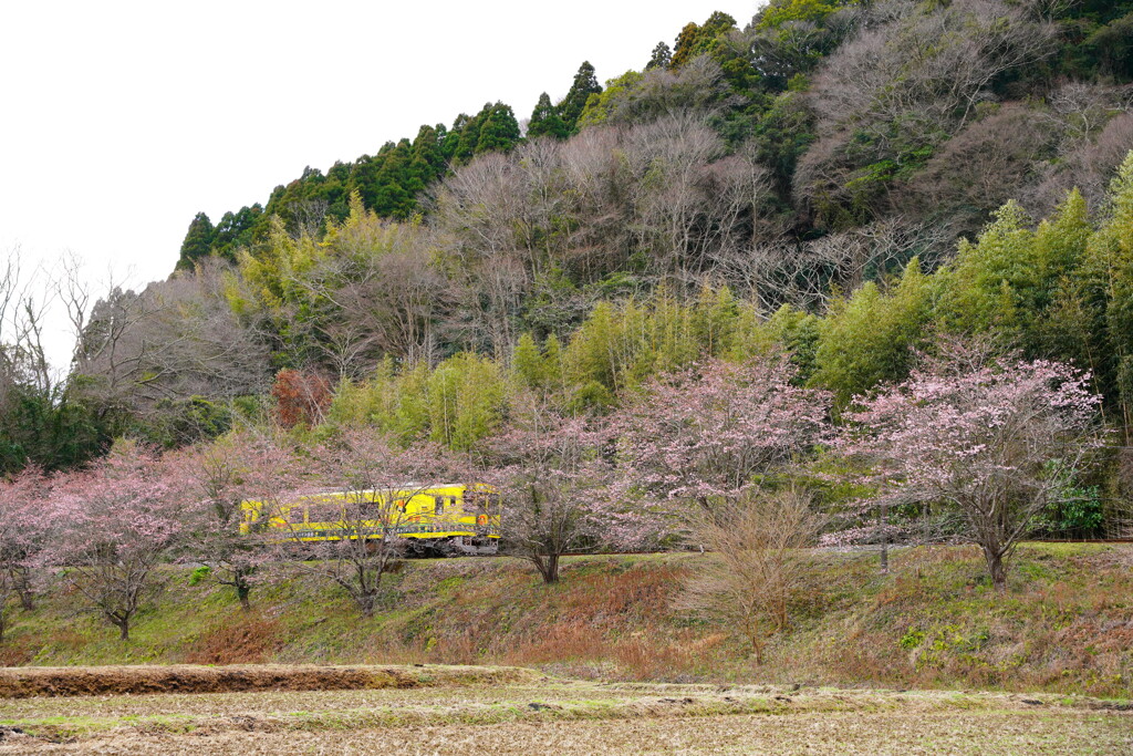 いすみ鉄道　早咲き桜より