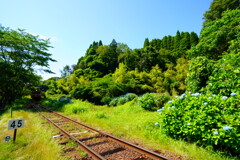 秘境駅の紫陽花