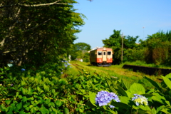 いすみ鉄道　紫陽花を訪ねてⅠ-1