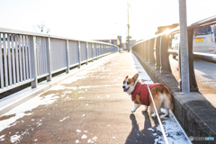 愛犬とお散歩