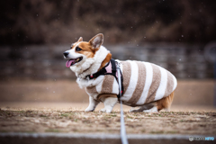 浜松に珍しく雪が降りました