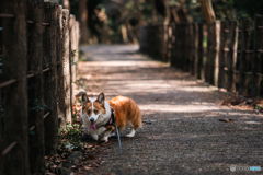 お散歩　四つ池公園