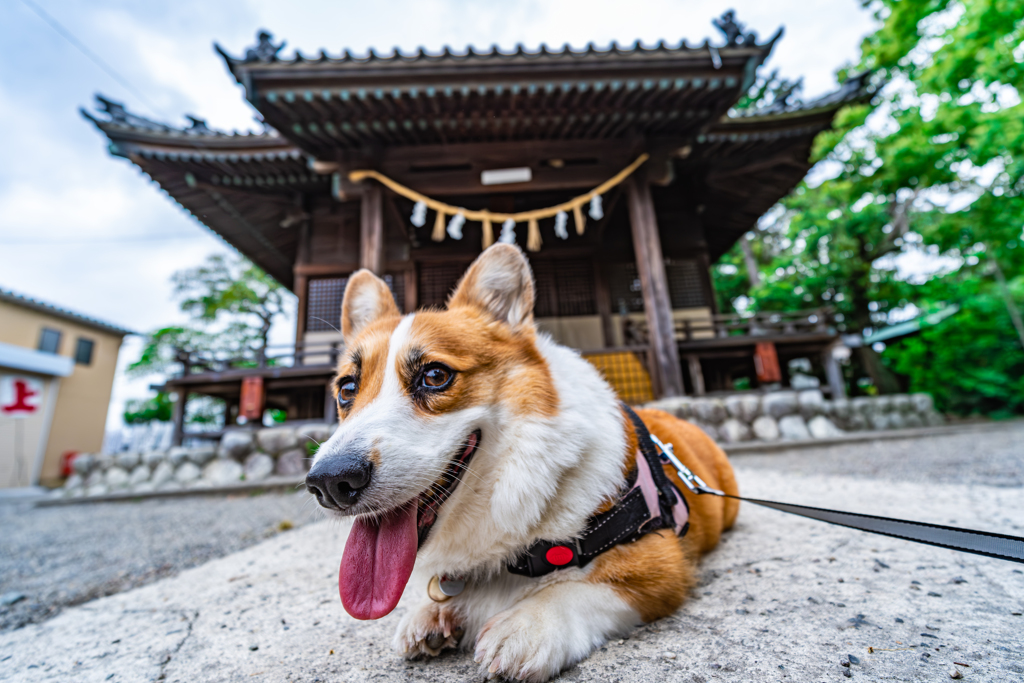 高貴神社とコーギー