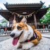 高貴神社とコーギー