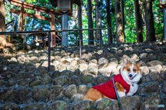 秋葉神社下社にいくコーギー