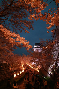 夜桜　津山城