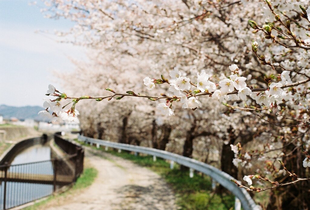 桜