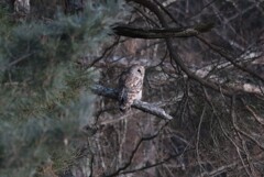 大好きな野鳥＿フクロウ