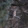 大好きな野鳥＿フクロウ