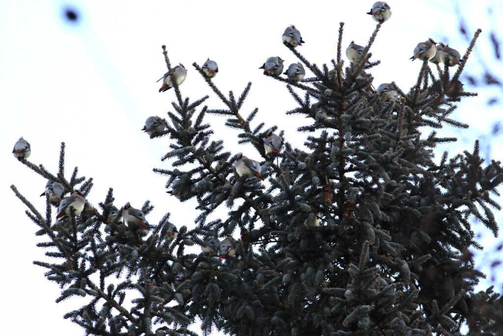 レンジャクの群れ