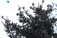 レンジャクの群れ