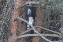 おはよう、フクロウさん