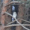 おはよう、フクロウさん